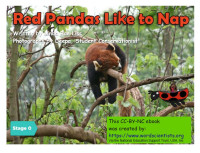 Image of Red Pandas Like to Nap
